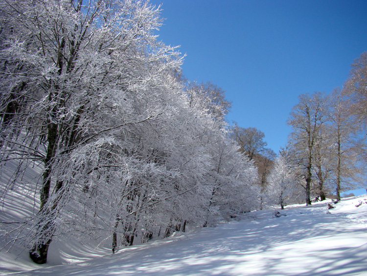 Alberi d''inverno... un invito